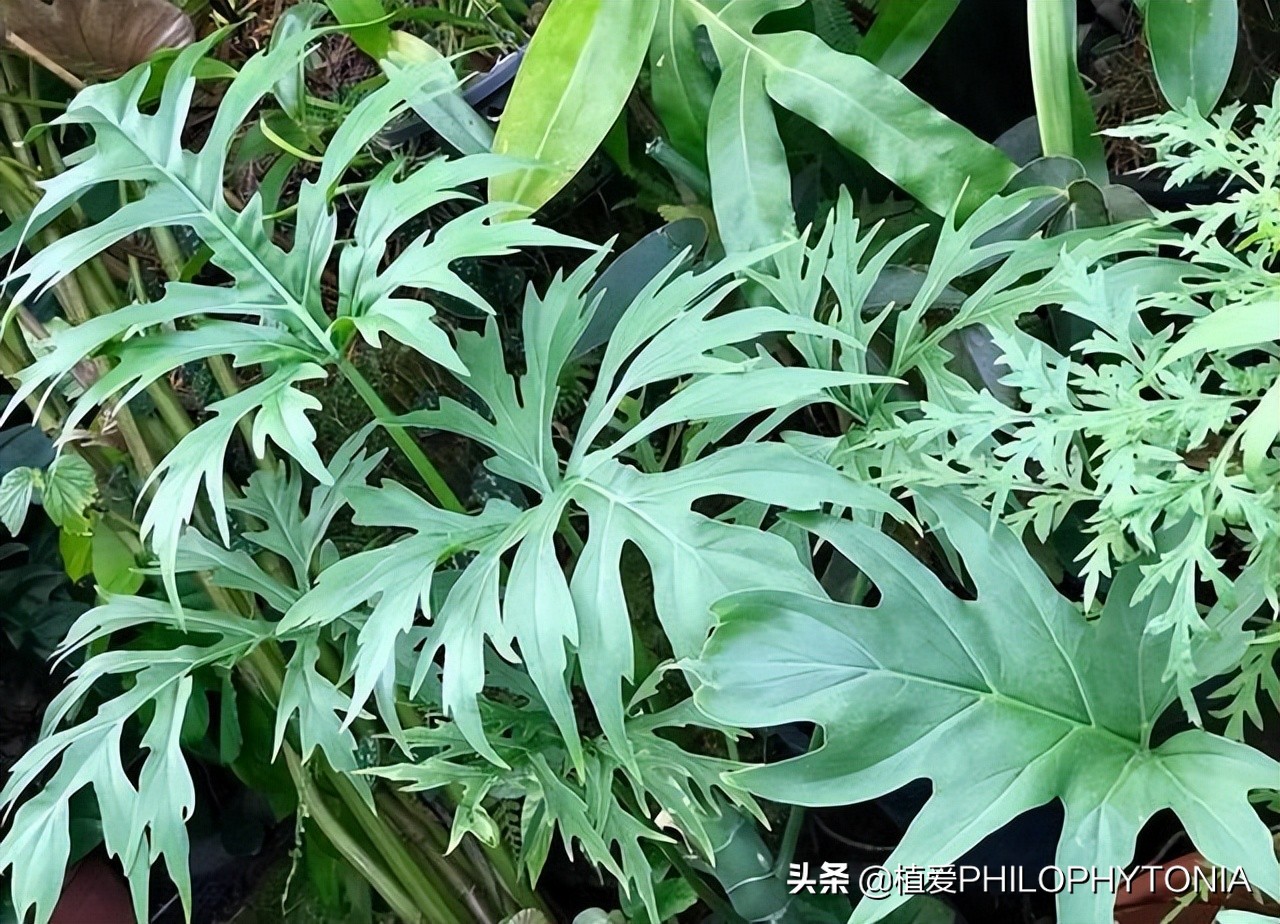 室内大叶片的植物有哪些,有颜色的植物适合室内养殖