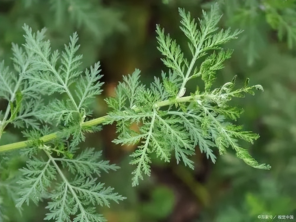 【非洲商机】中药在非洲种植现状与前景分析