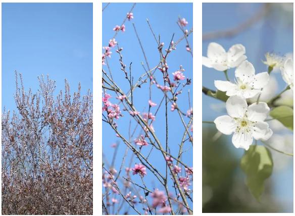 成都市区现实版桃花源记在哪里,成都公交可达的古镇