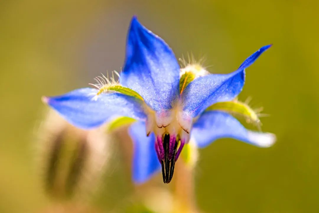 厨房摆盘花草名称大全,饭店摆盘用的的花草叫什么