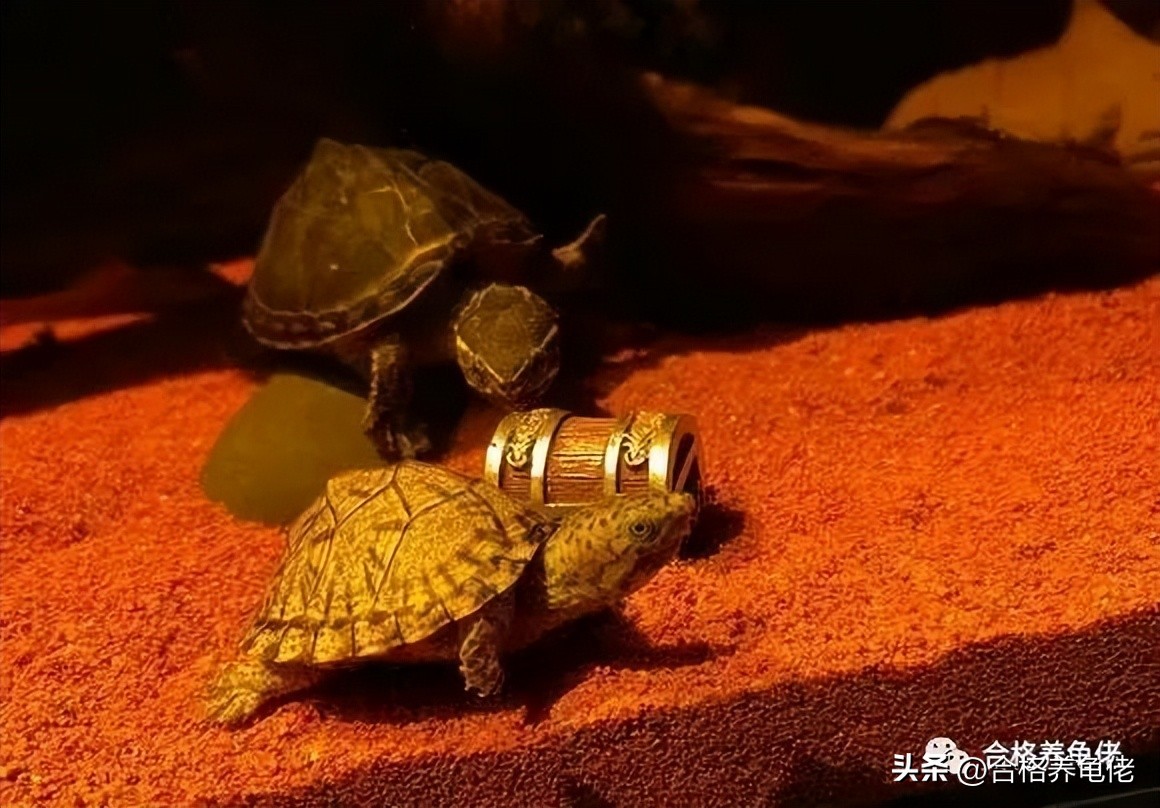 龟蛋*局骗**这么多，我们该怎么玩龟蛋？（下）