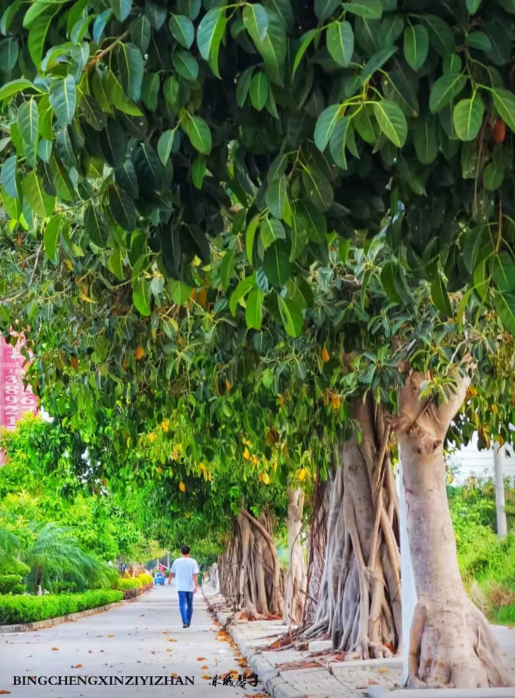 旅居海南：九所新区的浪漫情