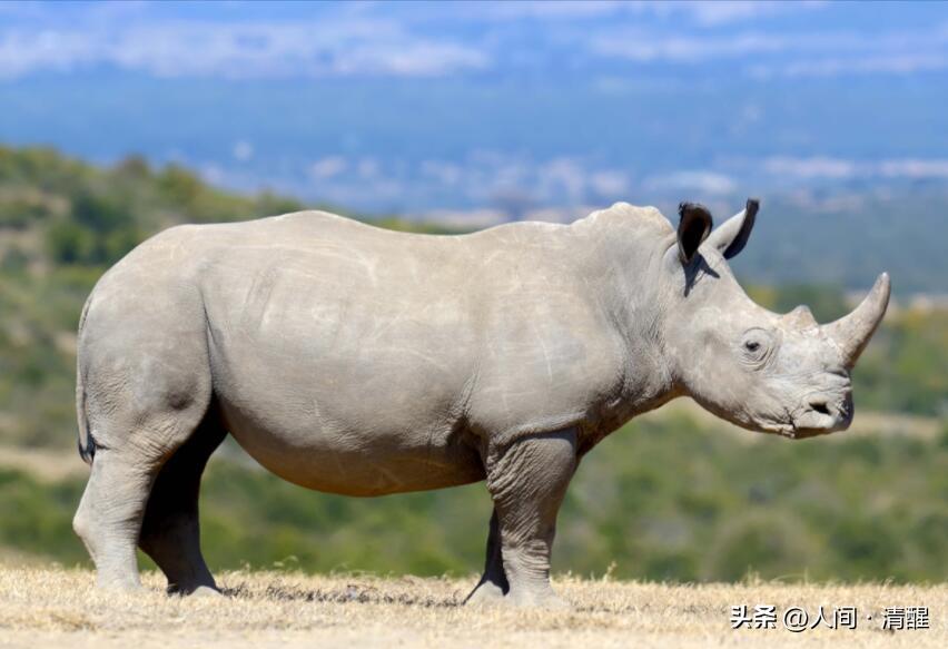 犀牛的最大的生活习性,犀牛栖息环境