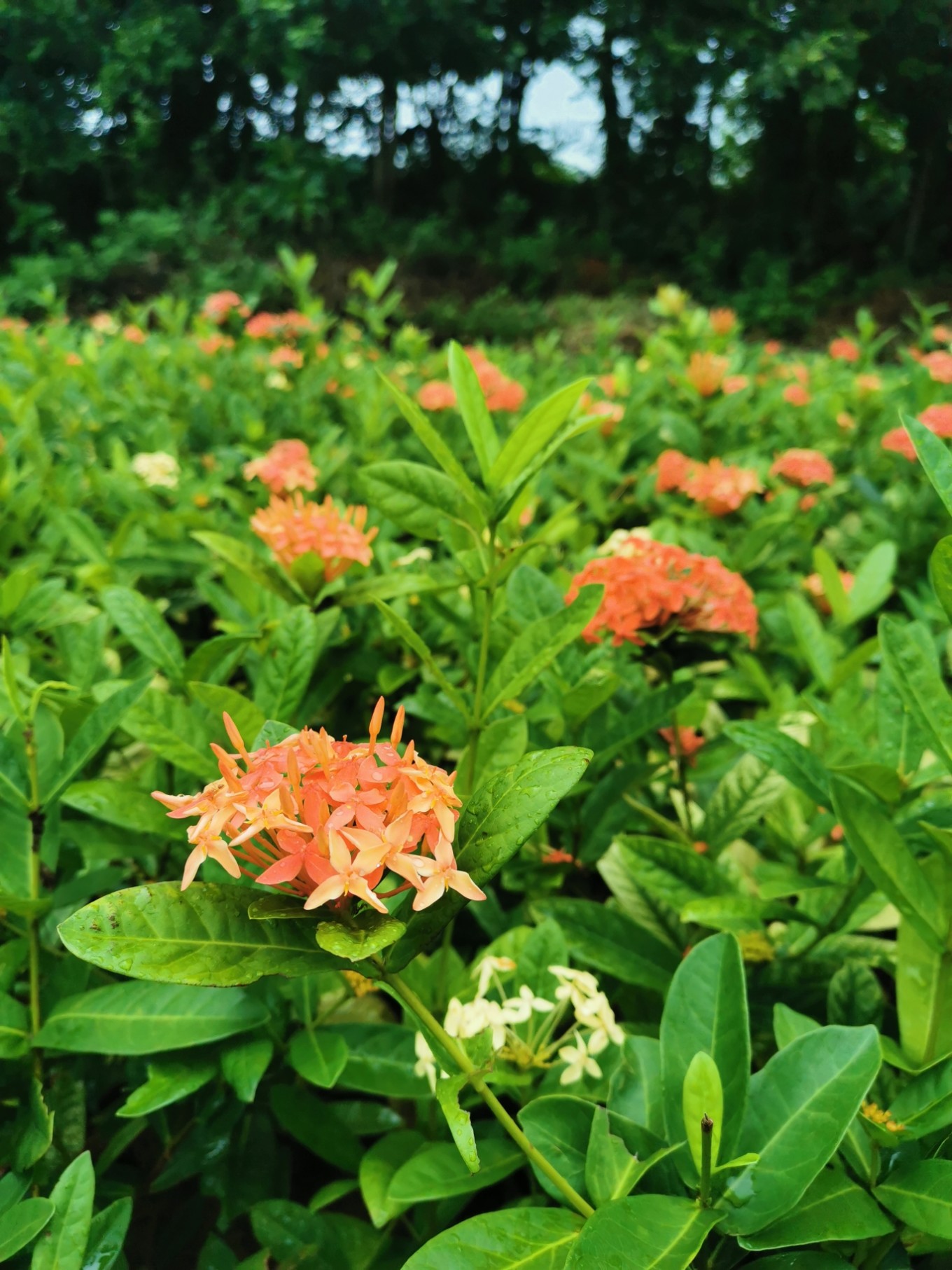 北海是一座令人向往的城市吗,北海是浪漫的城市