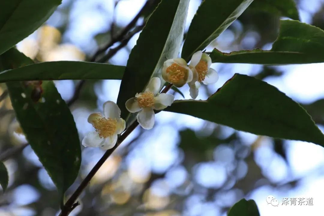 有茶香味的香水排行榜,乌龙茶顶级茶香味有哪些