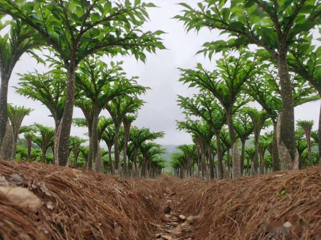 种植魔芋致富项目,魔芋种植每亩地一年收入多少钱