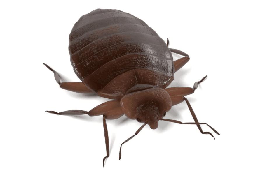 臭虫咬了怎么治才能彻底除根,山上臭虫怎么治才能除根