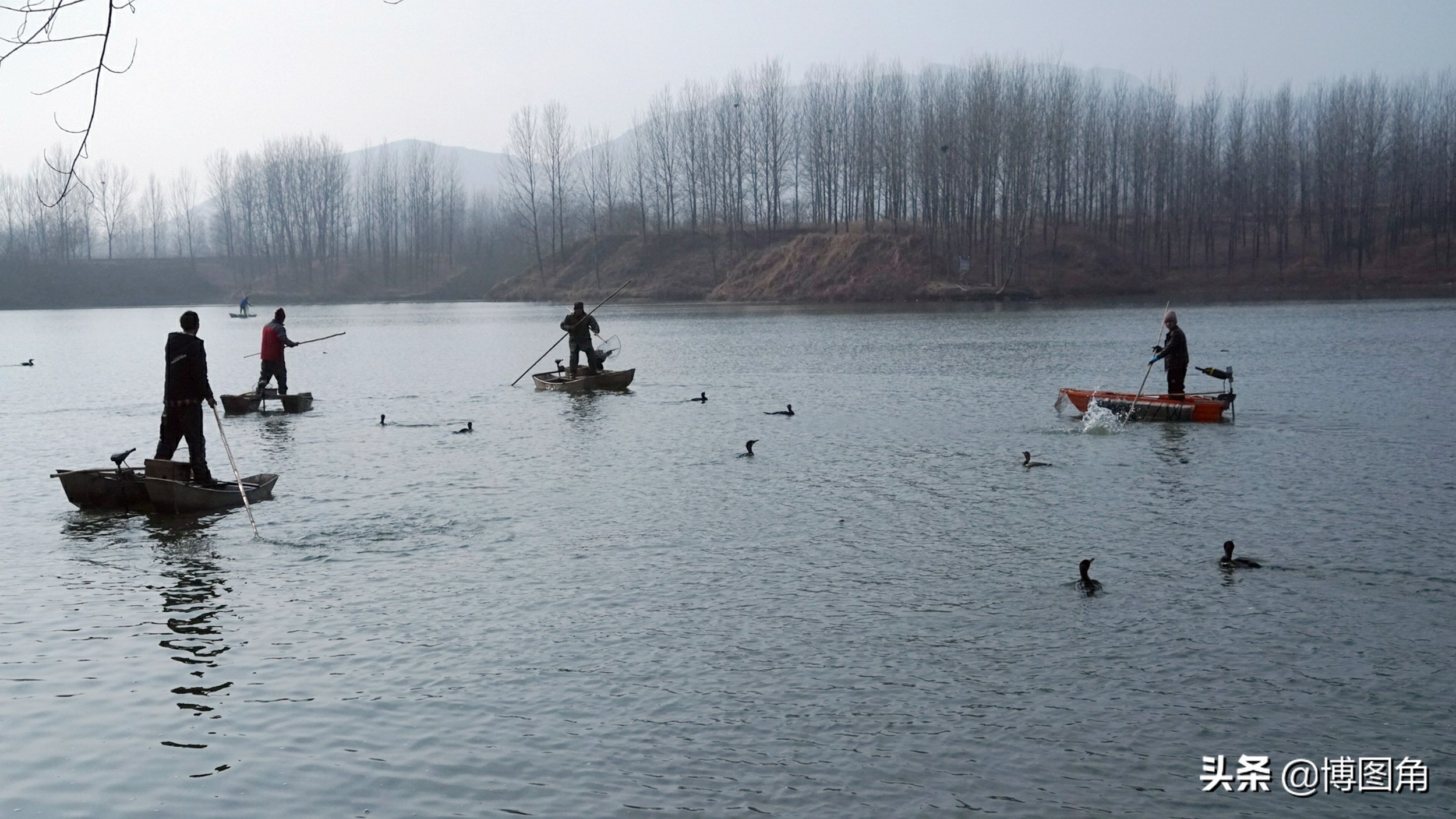 80年代农村鱼鹰捕鱼,渔民与鸬鹚捕鱼图片