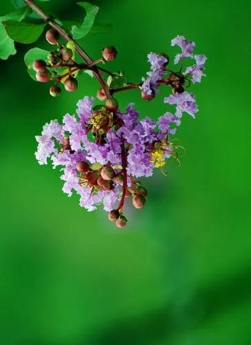 紫薇花壁纸高清全屏,唯美紫壁纸