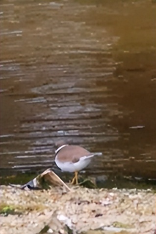 家底大揭秘！深圳究竟有多少“神奇生物”？
