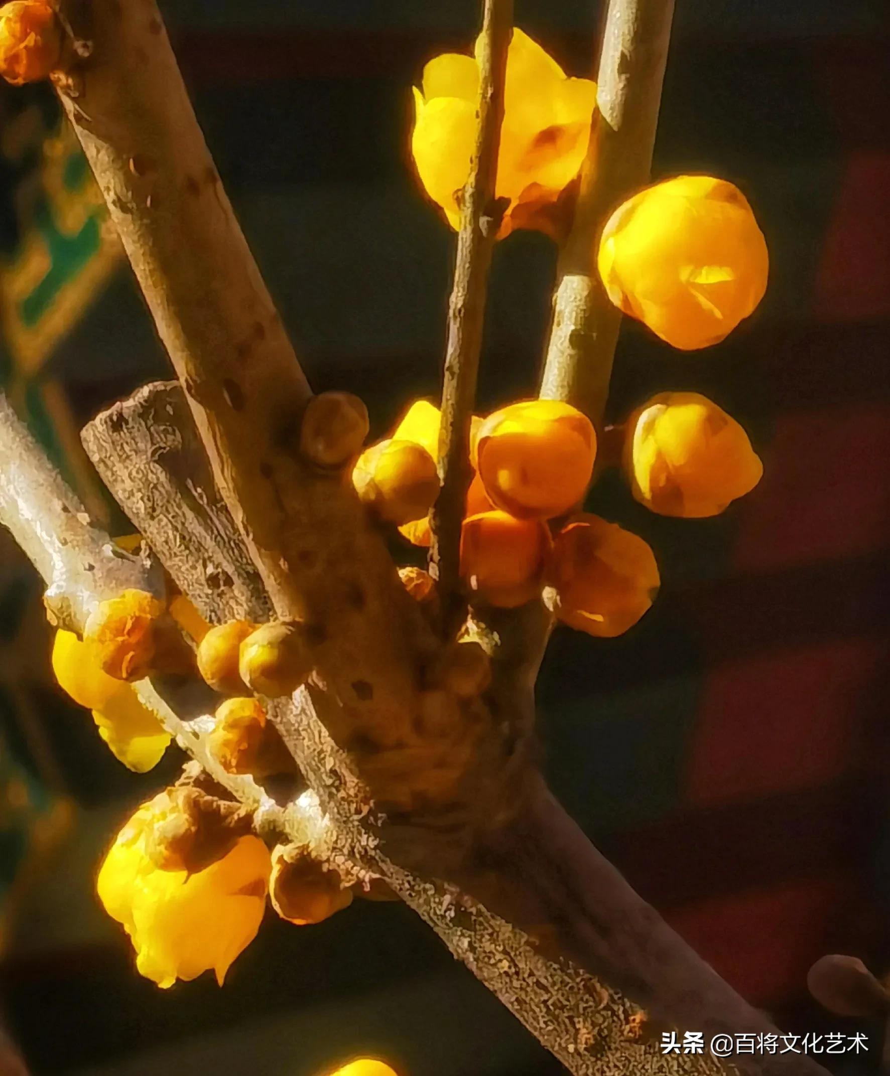 「百将文化」枝横碧玉天然瘦，恋破黄金分外香