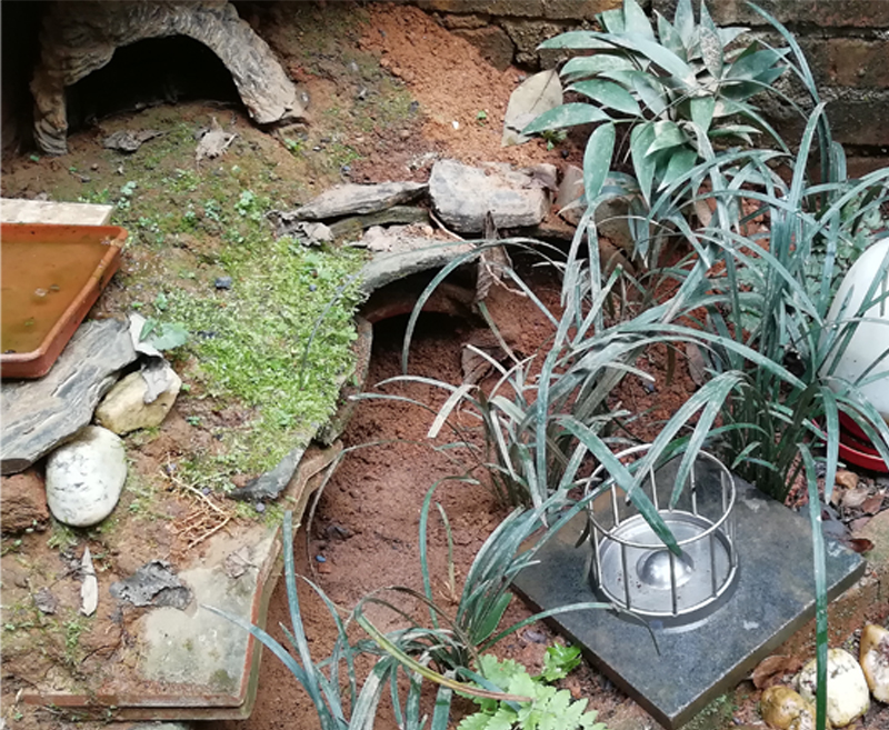 黄缘闭壳龟刚到家躲在土里不出来,黄缘闭壳龟母龟断尾还可以繁殖吗