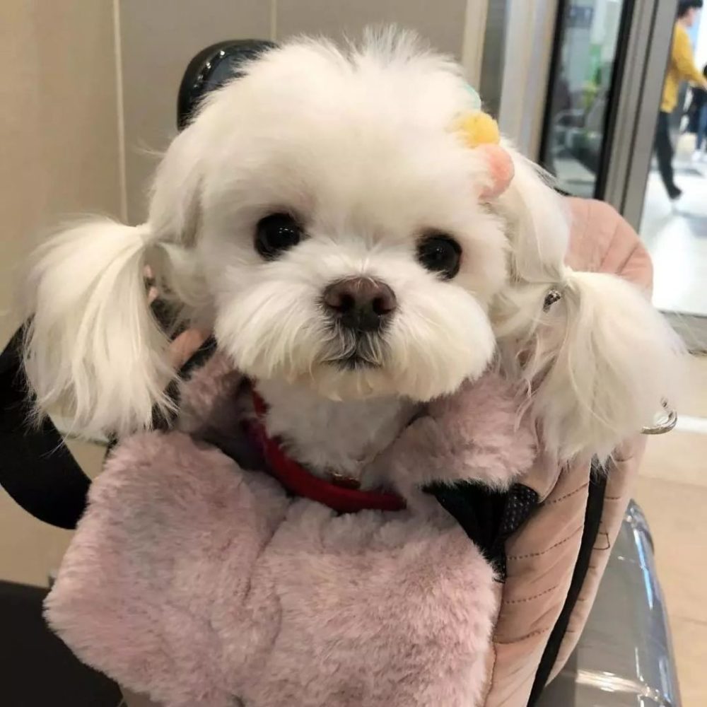 什么狗最好养又没体臭,哪种狗不臭聪明听话又好养