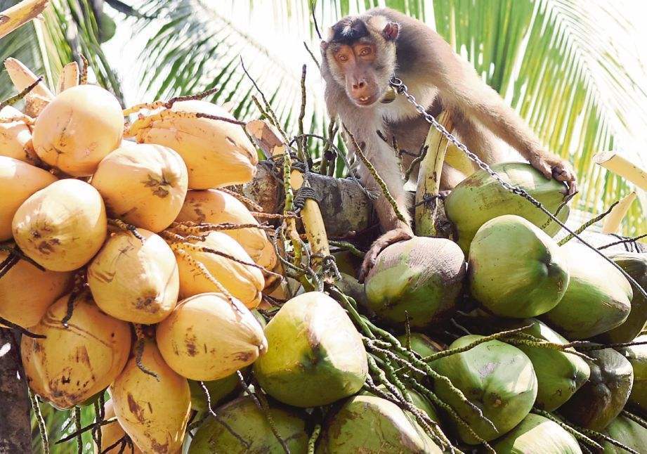 云南所有稀有动物猴子,云南稀有野生动物猴子