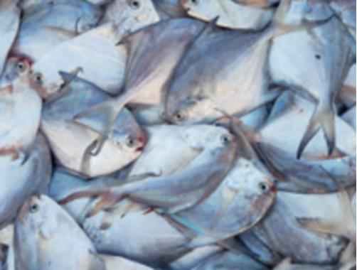 无穷小亮的科普日常海洋生物,无穷小亮的科普日常美丽的海洋25