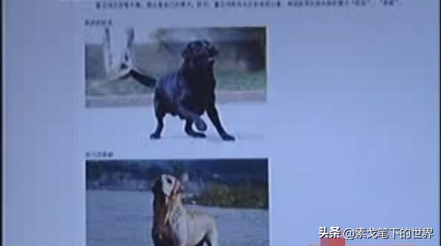 男子捡400只流浪狗,四川男子从路边捡来黑狗完整版