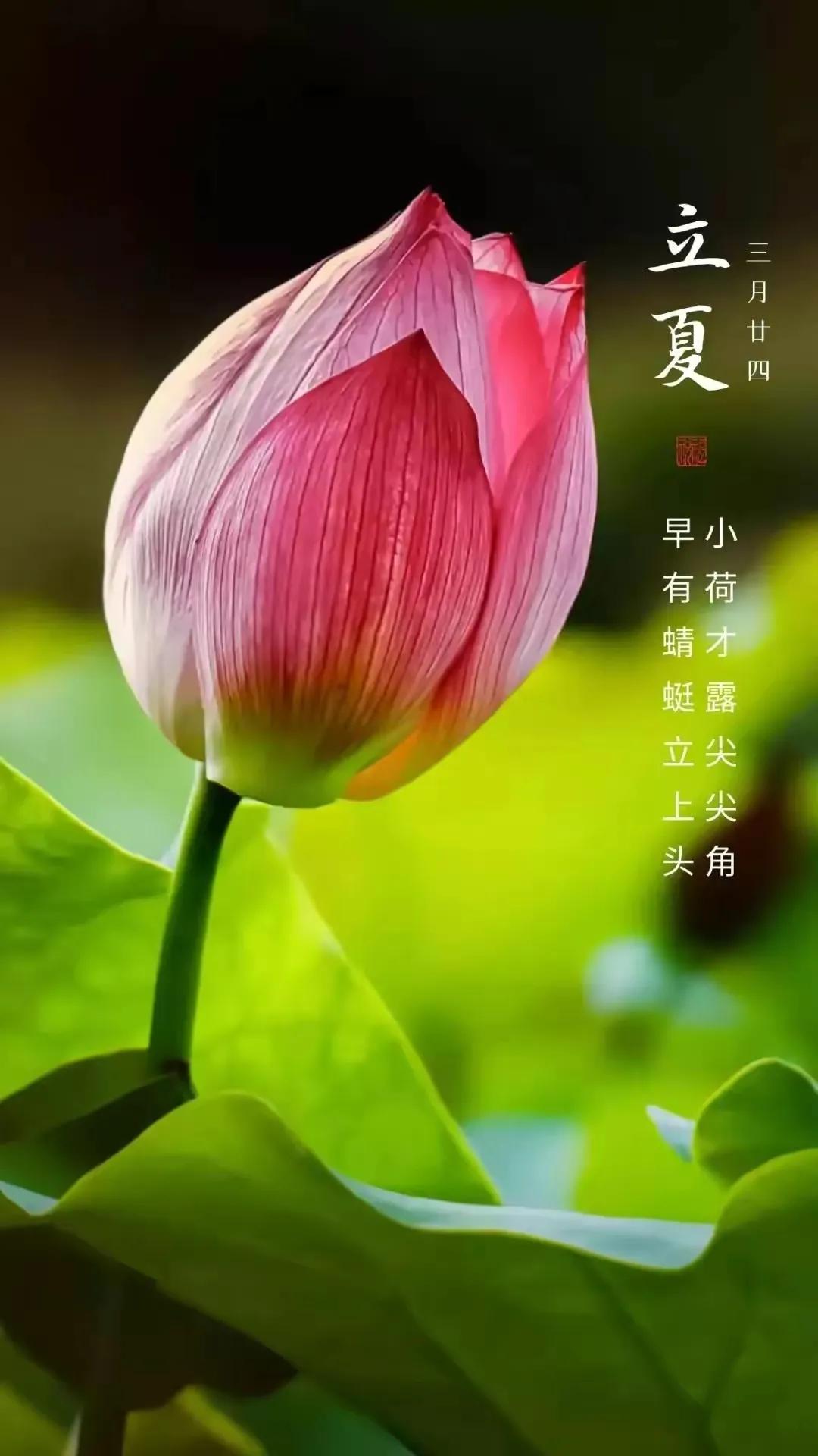 经典立夏祝福图片,立夏快乐图片祝福语