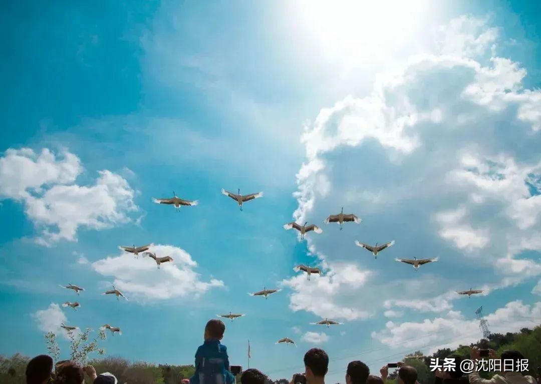 鍐娌堥槼娓哥帺鏀荤暐,娌堥槼娓哥帺涓夊ぉ鏀荤暐