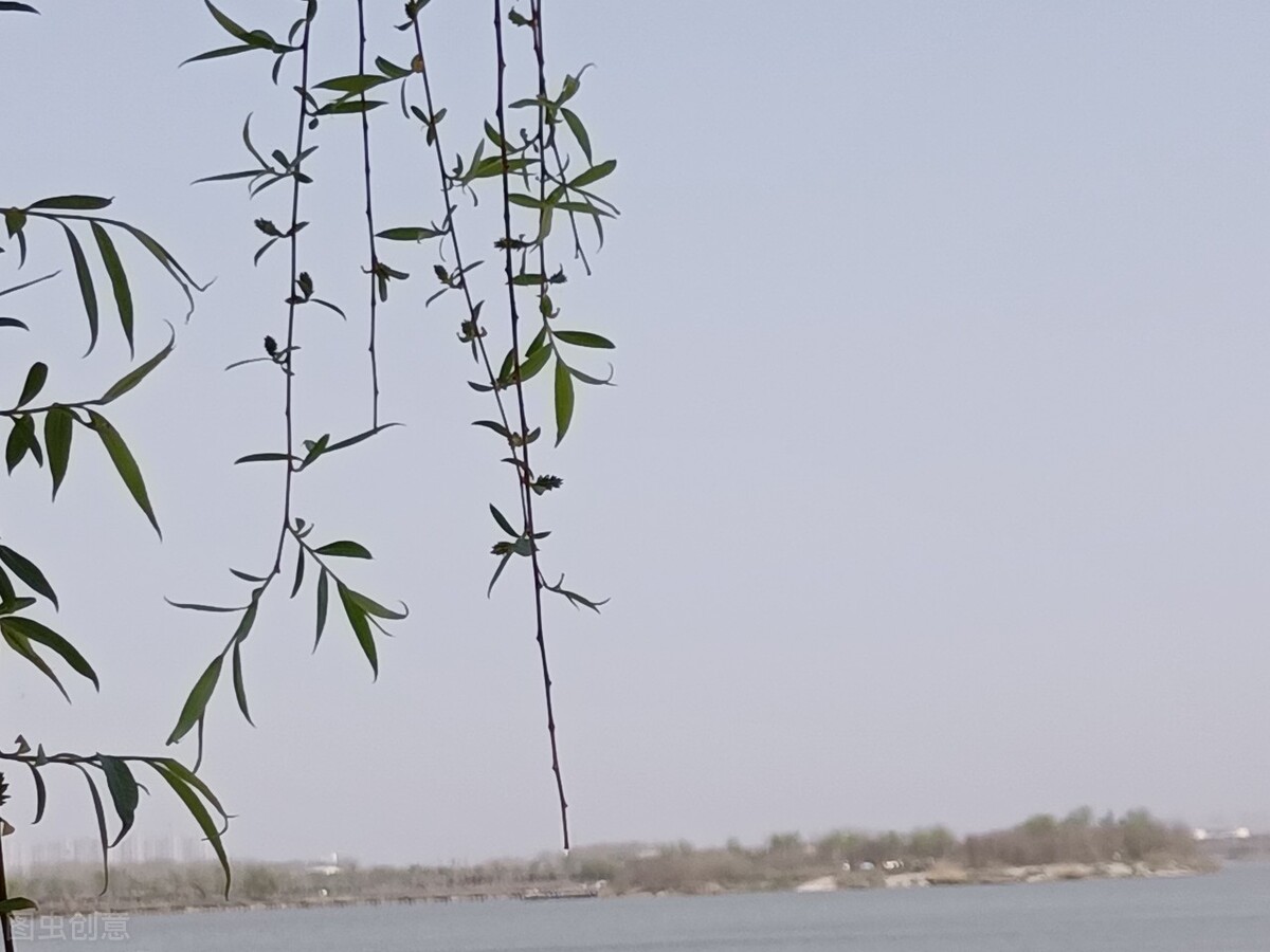 风吹杨柳万千条选段,风吹杨柳万千条指什么生肖