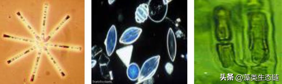 藻类基础知识,鱼塘藻类培养