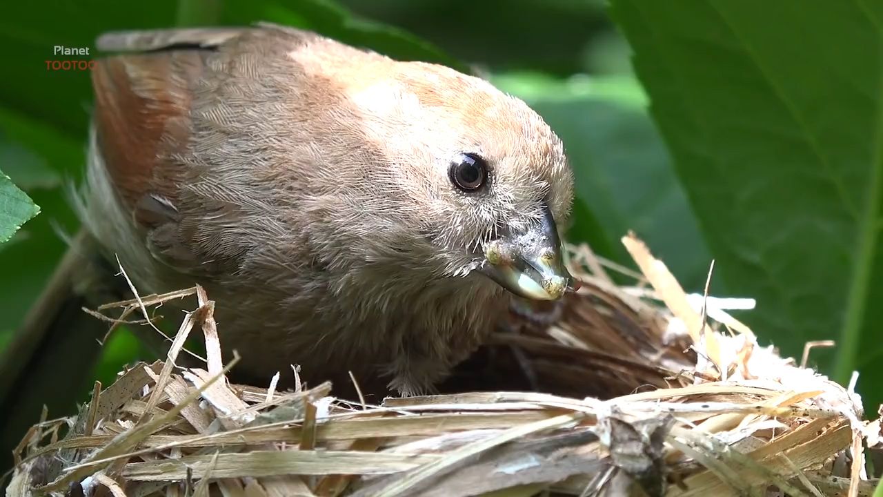 古人怎么知道鸠占鹊巢,鸠占鹊巢背后隐晦的理解