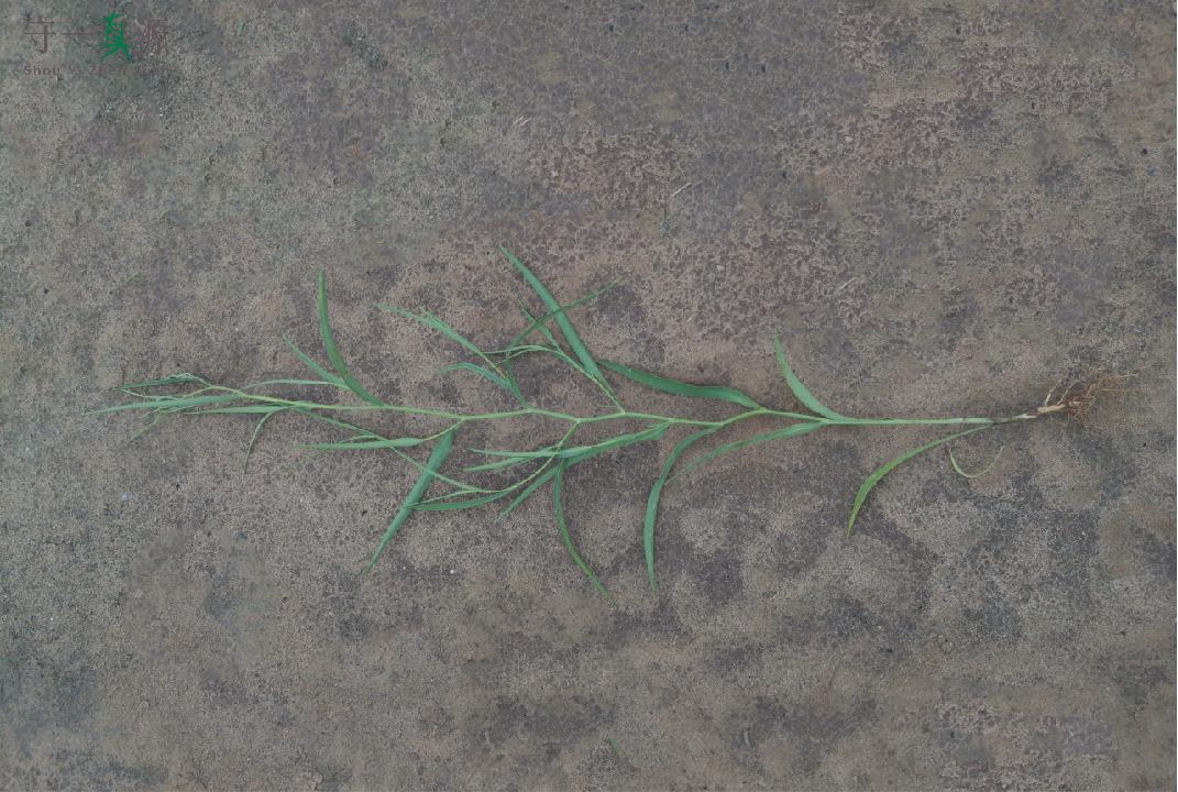 中药鉴定真假找谁,柴胡真假优劣鉴别