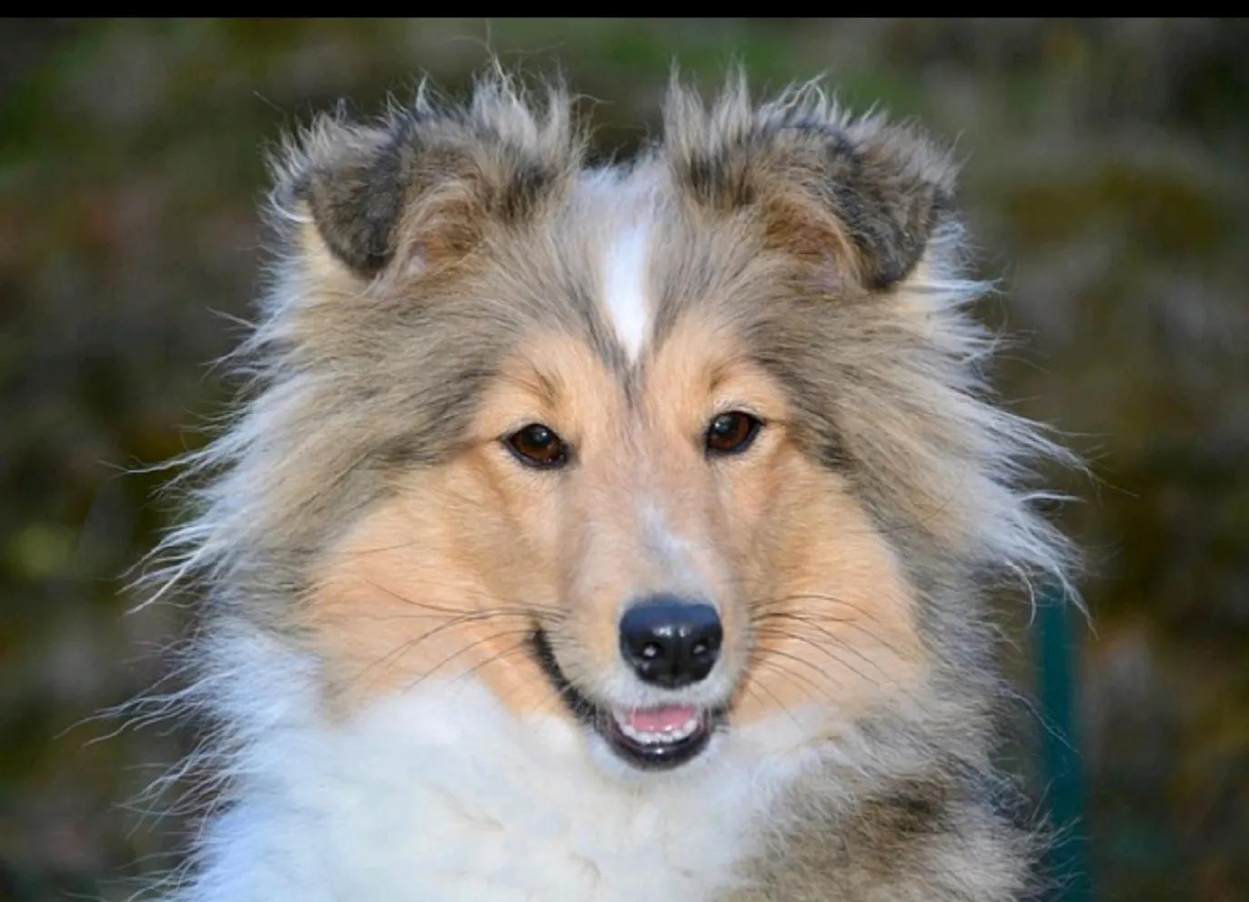 狗狗智商前十排行，排名第一狗狗的实至名归