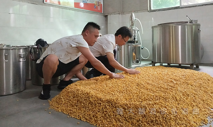 天气炎热酿酒非常不容易,小型酿酒设备能酿出粮食酒吗