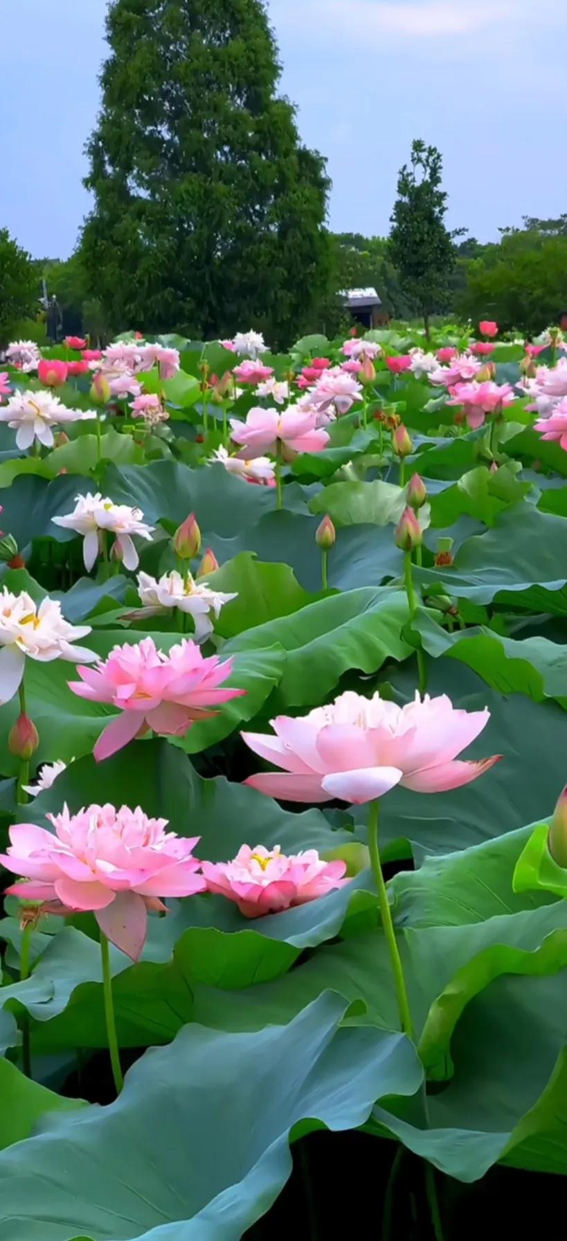 夏的季节荷花图片,三夏荷花图片