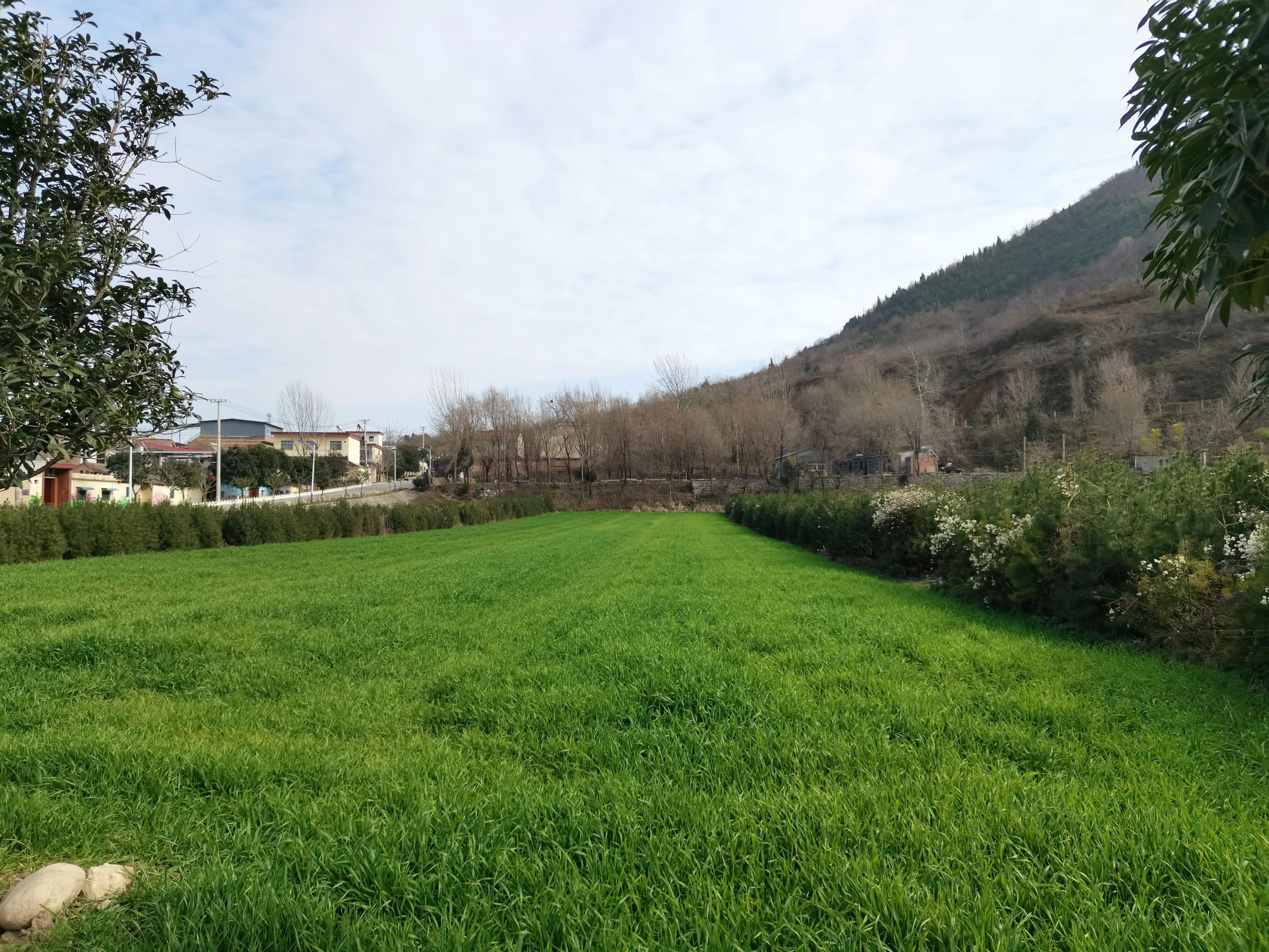 树上的麦,田里的麦苗