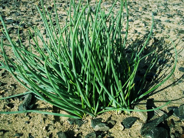 100种野菜大全图解,认识100种野菜视频大全完整版