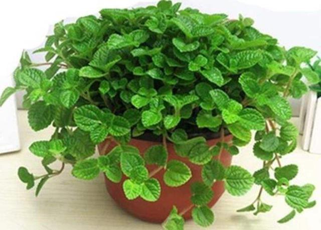 再穷也养花,再穷也要种花