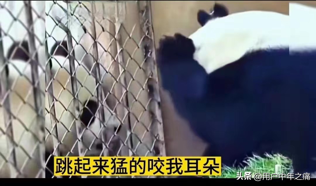 七仔是秦岭熊猫还是四川熊猫,七仔在熊猫界的地位
