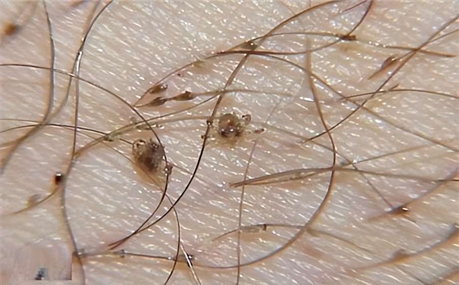 生存上亿年的生物,生存了几百年的动物