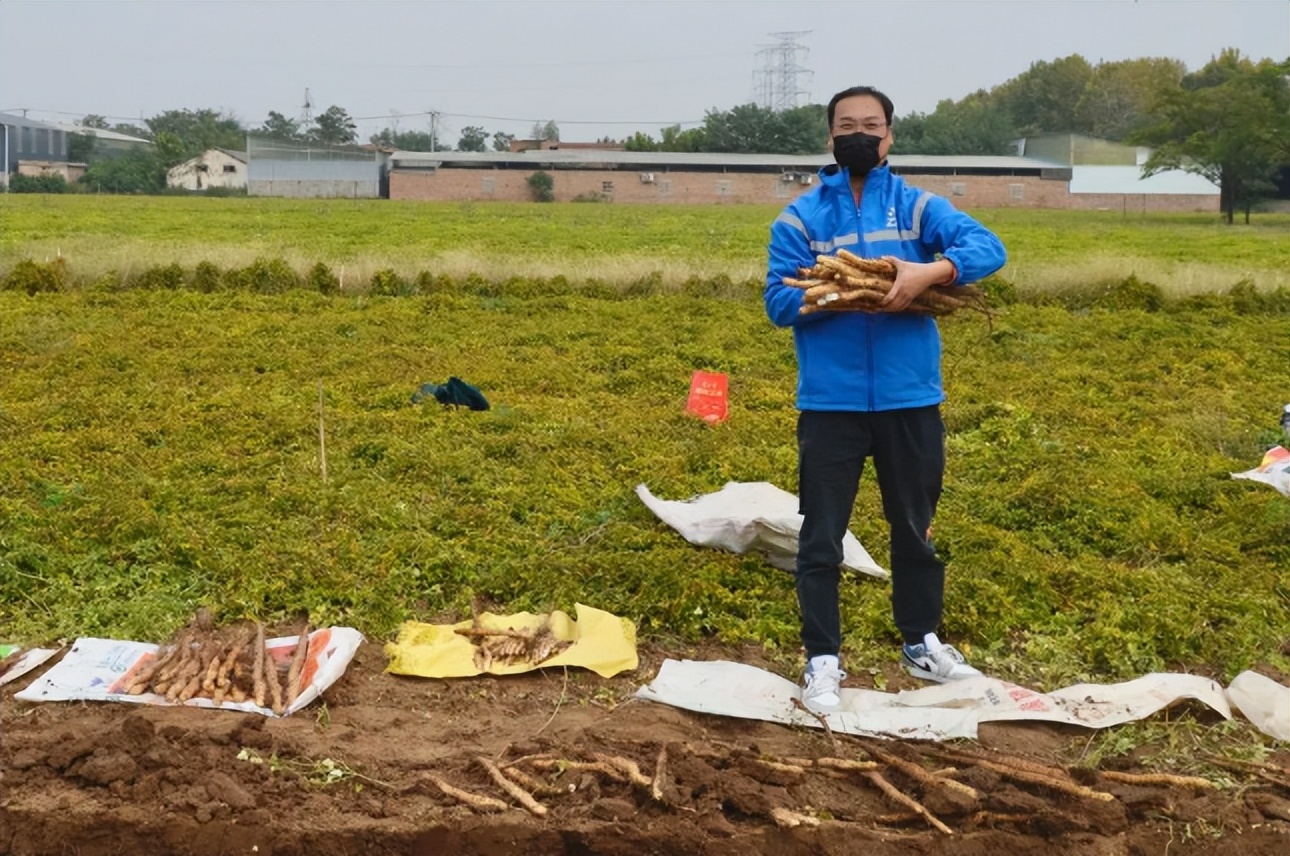 中通快递助力“温县山药”走出去，预计双11期间将突破每日5万件