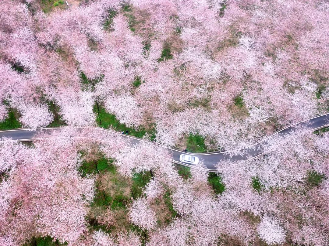 贵州安顺平坝万亩樱花园,安顺平坝樱花园面积有多少