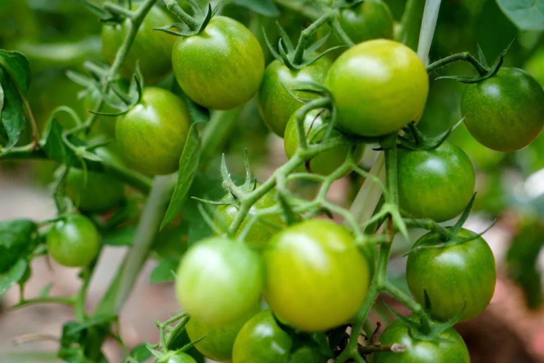 可可爱爱！华硕园里的“高颜值”小番茄成熟啦！