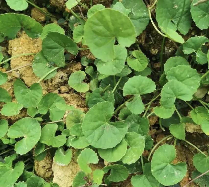 哪种植物能养活家里,五种大型植物家里就能养殖