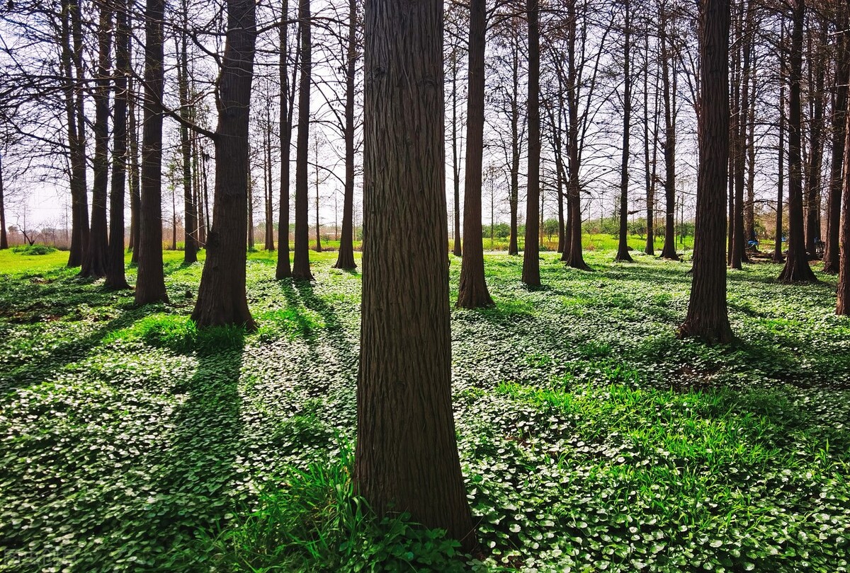 上海附近的森林秘境,上海惊现的森林秘境