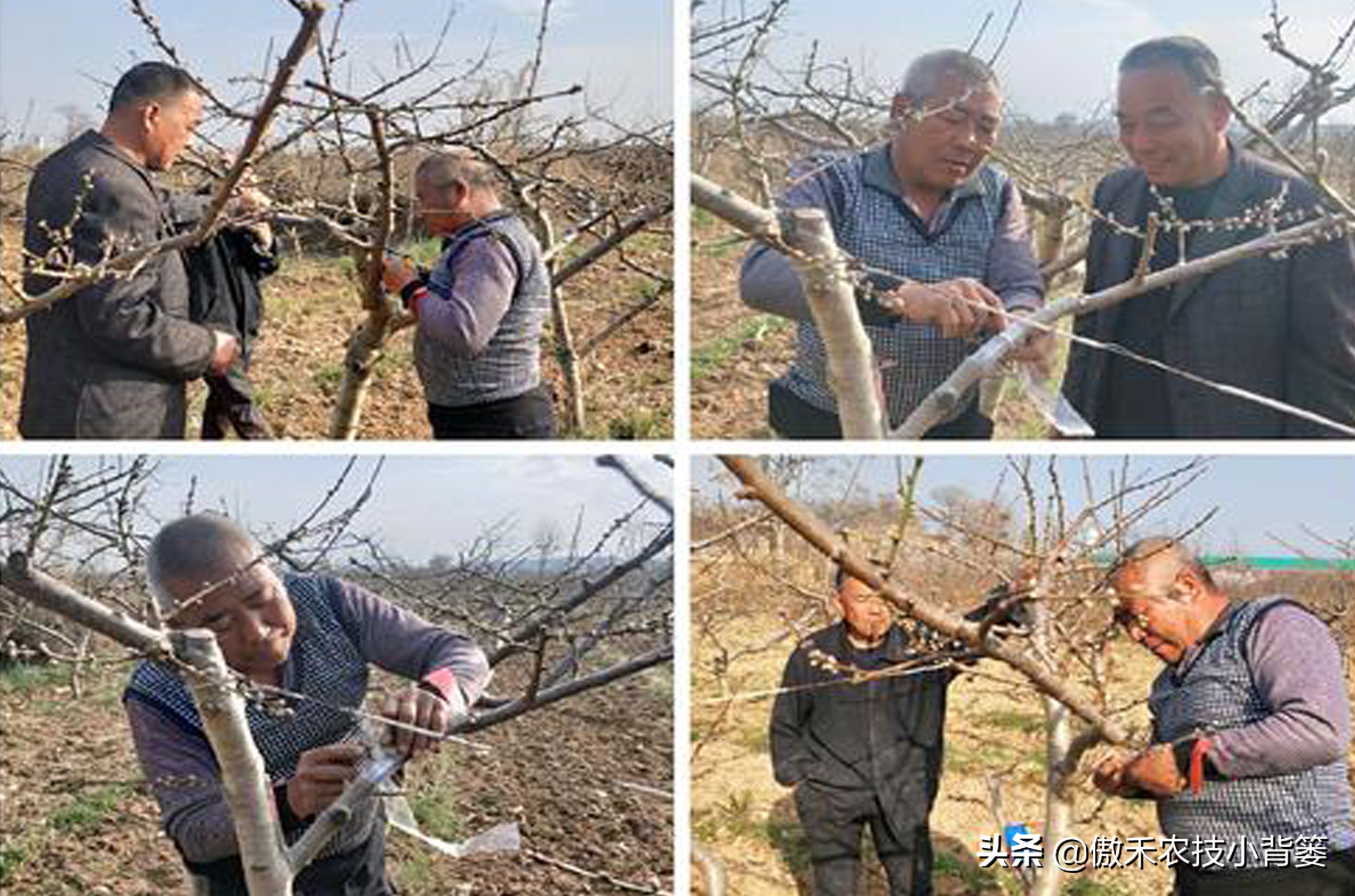 果树树干钻心虫用什么药效果好,芒果果树钻心虫用什么药最有效