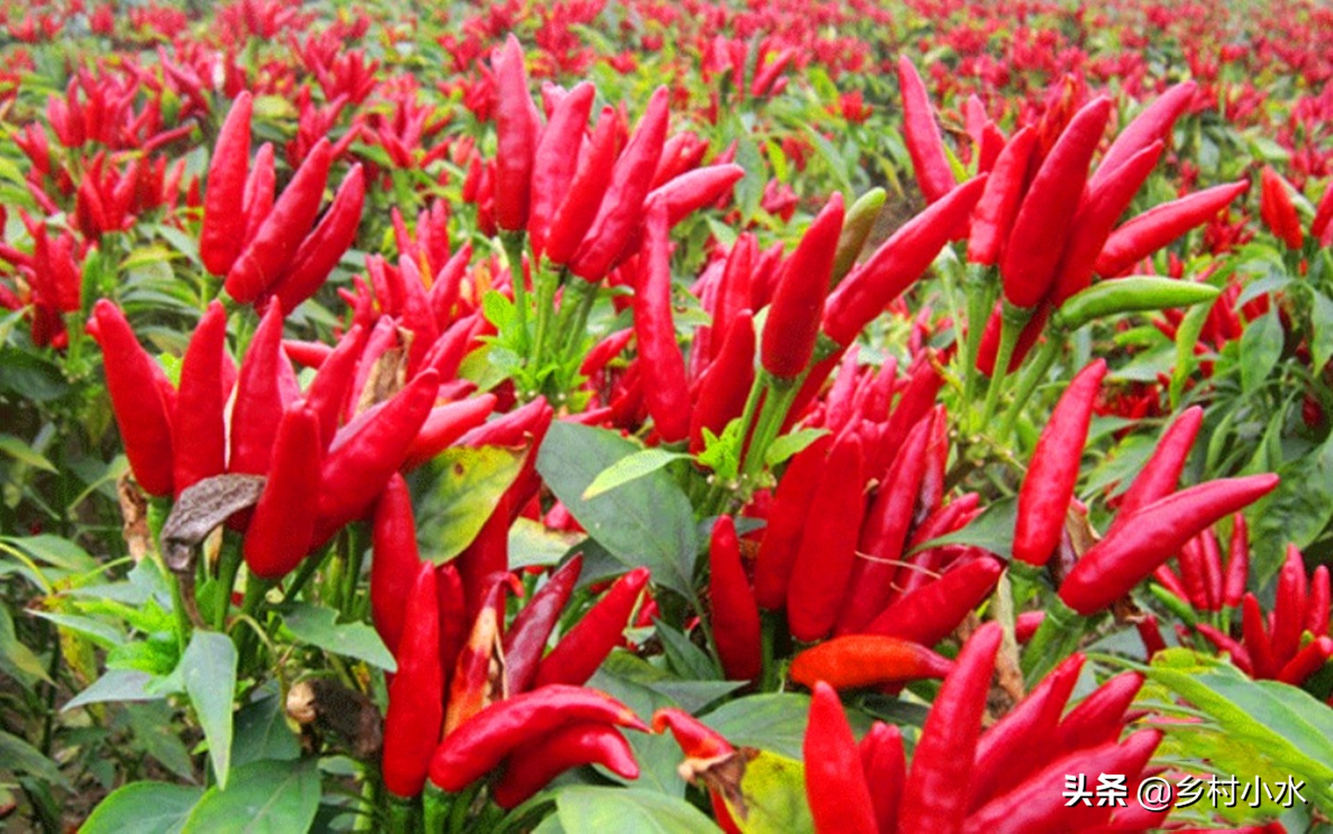 老农人纯羊粪发酵肥,老农教你简单一招