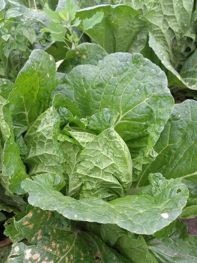 灏忓ぉ灞遍夯鐢板箔鏅尯鍦ㄥ摢,楹荤敯宀皬澶╁北鐢ㄩ绾﹀悧