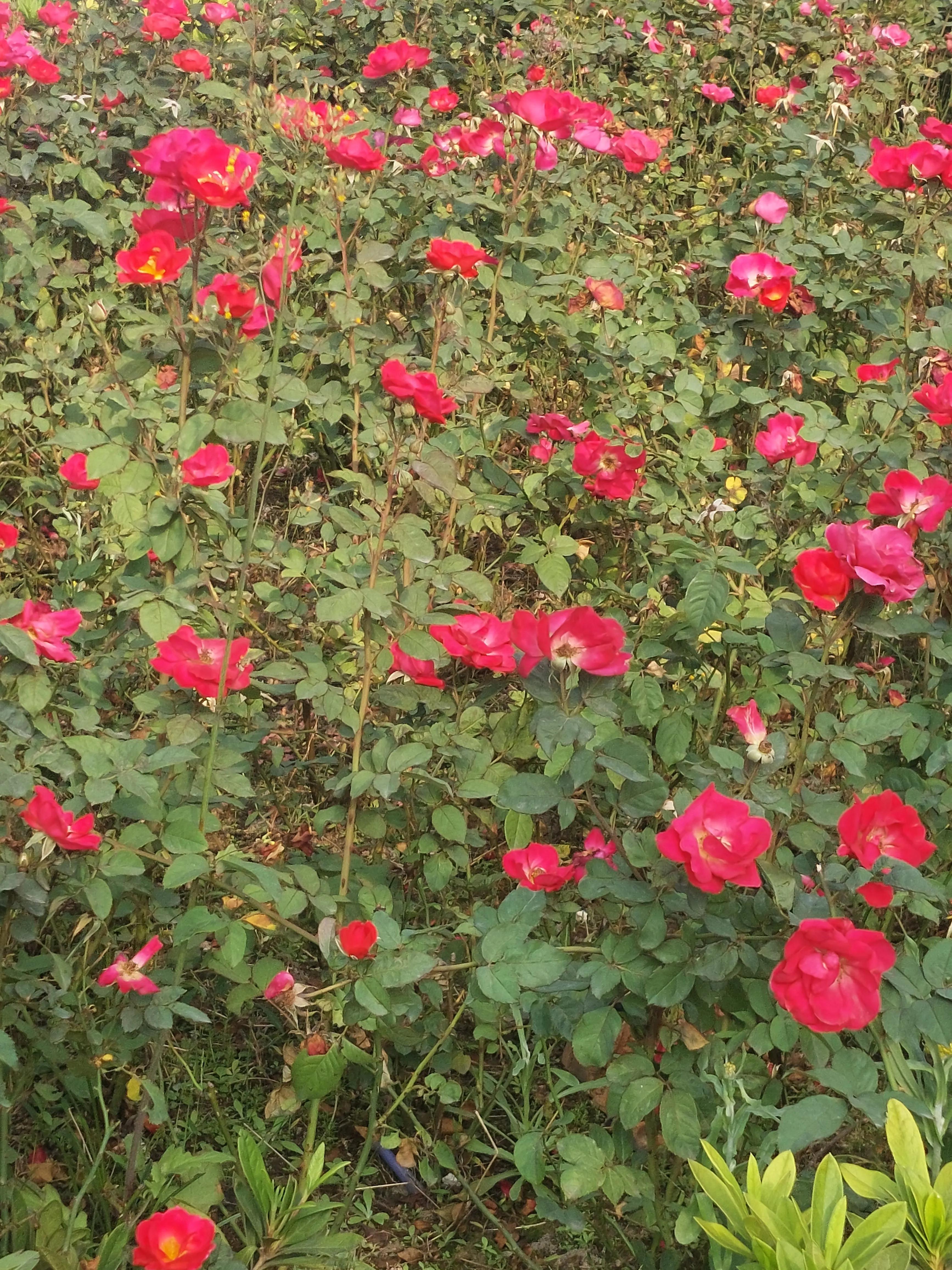 足球魅力是什么意思,足球的魅力就是绝杀瞬间