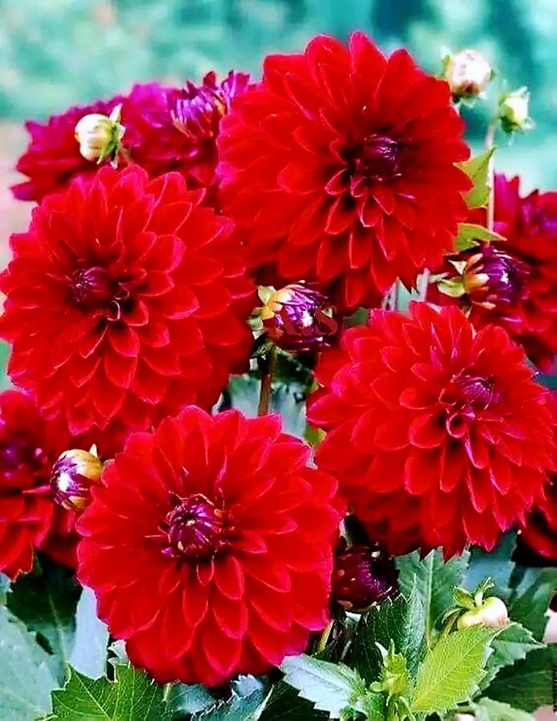 欣赏五颜六色的鲜花,五颜六色的鲜花太漂亮