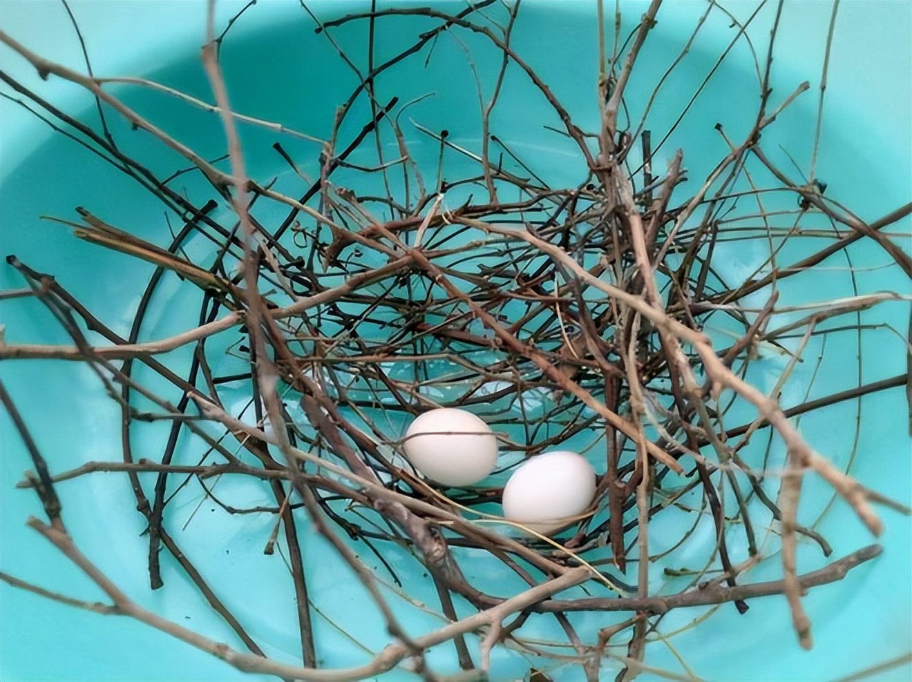 吃野生斑鸠其实对人有害？连筑巢都不会的斑鸠，究竟如何繁殖的？