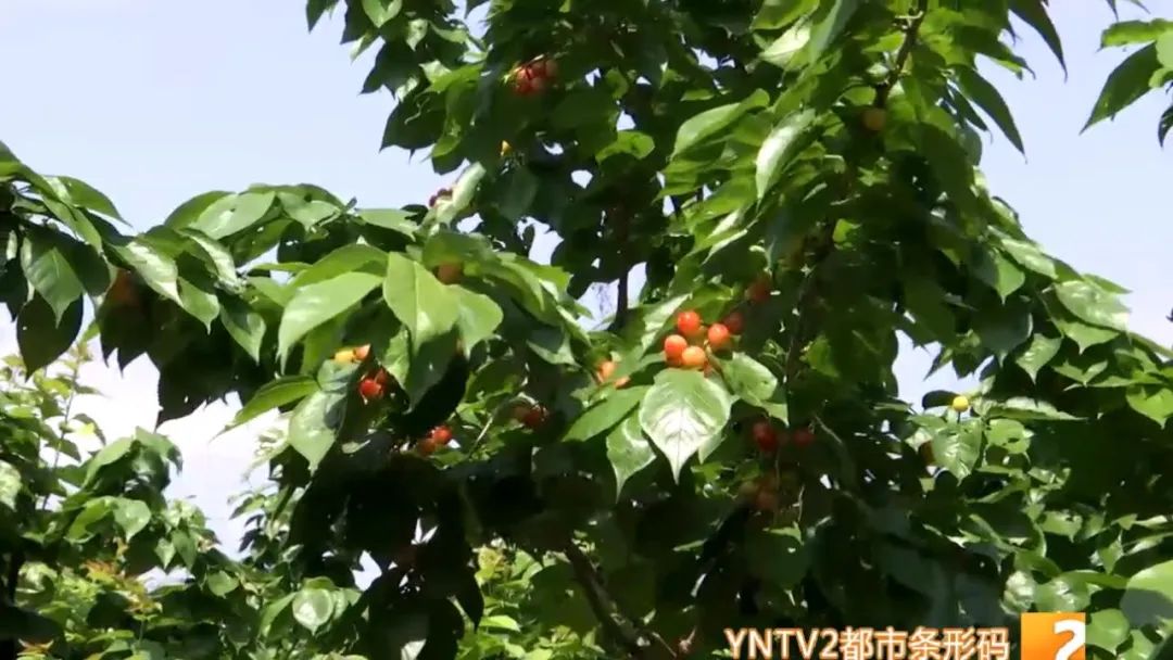 皮薄水樱桃,正宗的樱桃沟大樱桃已成熟