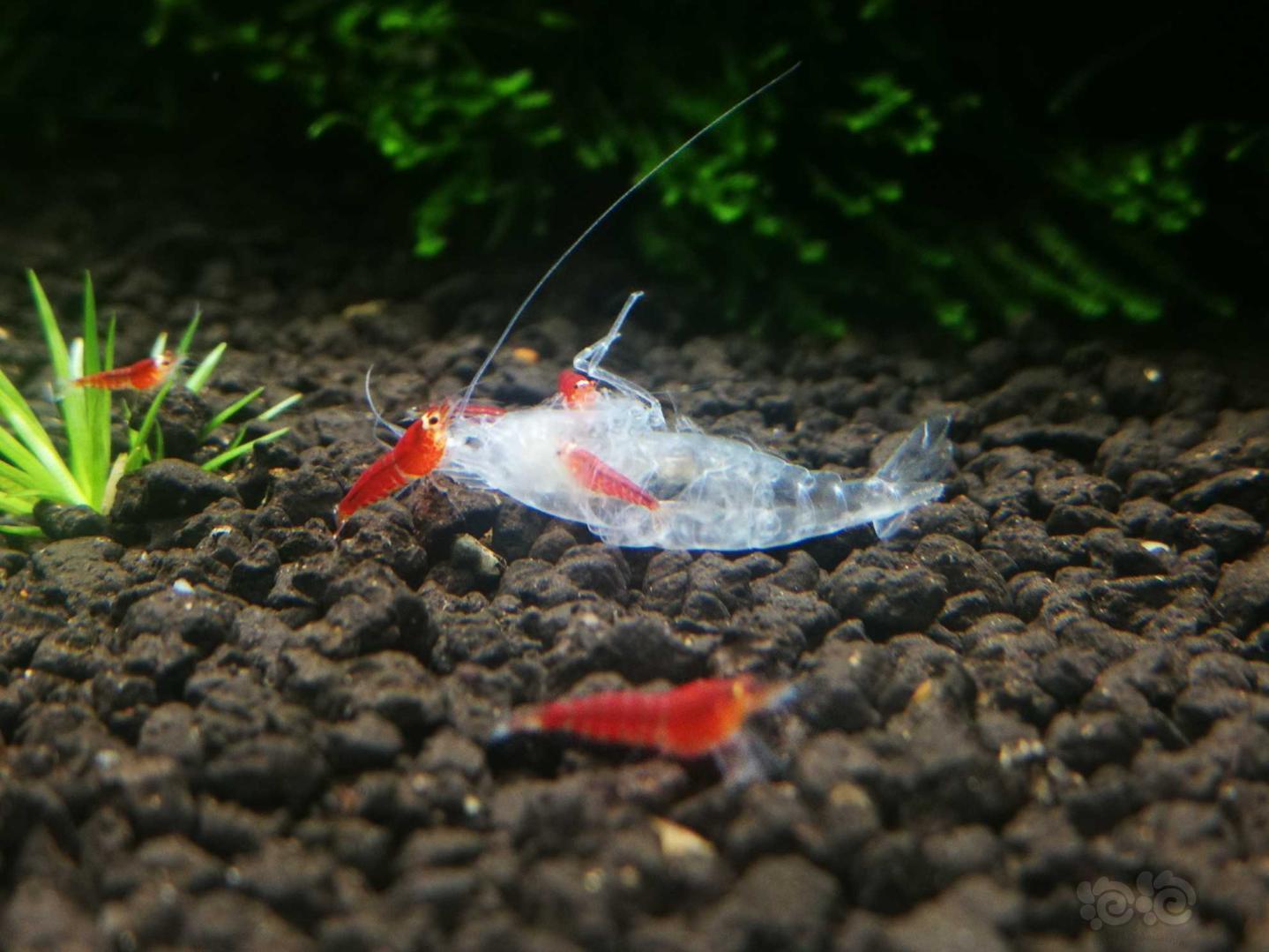 水晶虾的饲养方法 (水晶虾好养吗)