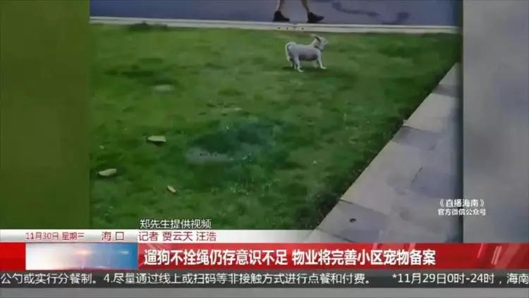 路人遇女子遛狗不拴绳直接报警,女子遛狗不拴绳吓到路人