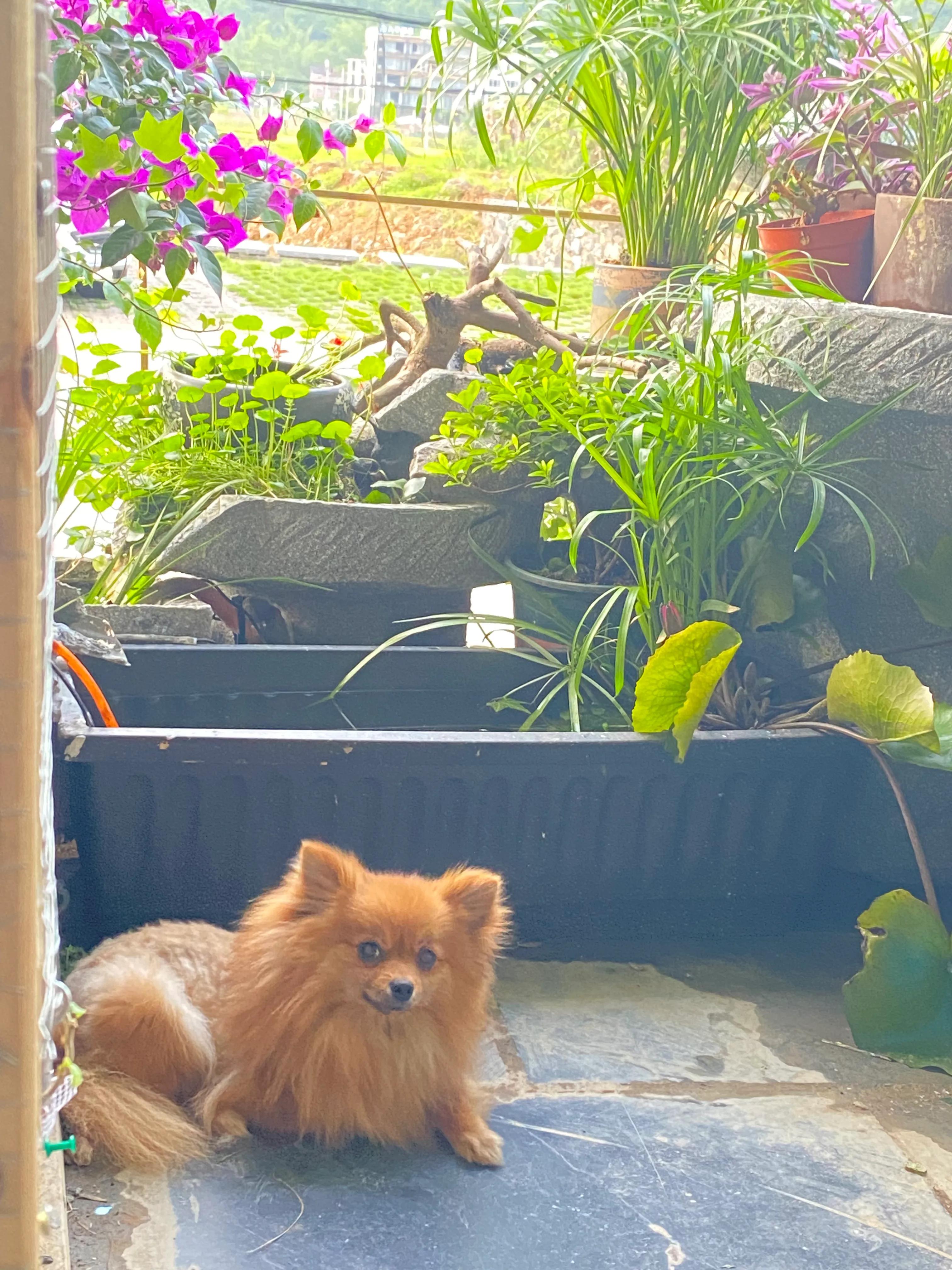 如何打造一个四季有景的庭院花园,如何打造一个四季花开的庭院