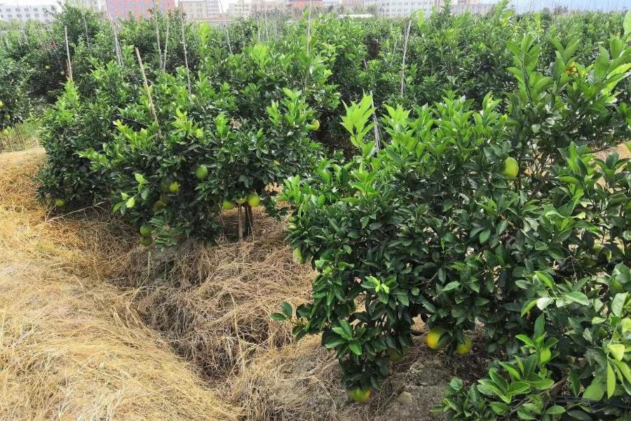 柑橘6月份的病虫管理措施,春季雨水多柑橘怎么保果